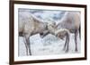 Wyoming, Jackson, National Elk Refuge, Two Bighorn Sheep Rams Lock Horns During the Rut-Elizabeth Boehm-Framed Photographic Print