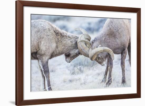 Wyoming, Jackson, National Elk Refuge, Two Bighorn Sheep Rams Lock Horns During the Rut-Elizabeth Boehm-Framed Photographic Print