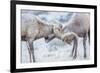 Wyoming, Jackson, National Elk Refuge, Two Bighorn Sheep Rams Lock Horns During the Rut-Elizabeth Boehm-Framed Photographic Print