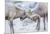 Wyoming, Jackson, National Elk Refuge, Two Bighorn Sheep Rams Lock Horns During the Rut-Elizabeth Boehm-Mounted Photographic Print