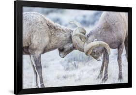 Wyoming, Jackson, National Elk Refuge, Two Bighorn Sheep Rams Lock Horns During the Rut-Elizabeth Boehm-Framed Photographic Print