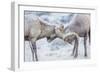 Wyoming, Jackson, National Elk Refuge, Two Bighorn Sheep Rams Lock Horns During the Rut-Elizabeth Boehm-Framed Photographic Print