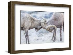 Wyoming, Jackson, National Elk Refuge, Two Bighorn Sheep Rams Lock Horns During the Rut-Elizabeth Boehm-Framed Photographic Print