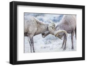 Wyoming, Jackson, National Elk Refuge, Two Bighorn Sheep Rams Lock Horns During the Rut-Elizabeth Boehm-Framed Photographic Print