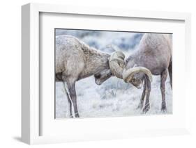 Wyoming, Jackson, National Elk Refuge, Two Bighorn Sheep Rams Lock Horns During the Rut-Elizabeth Boehm-Framed Photographic Print