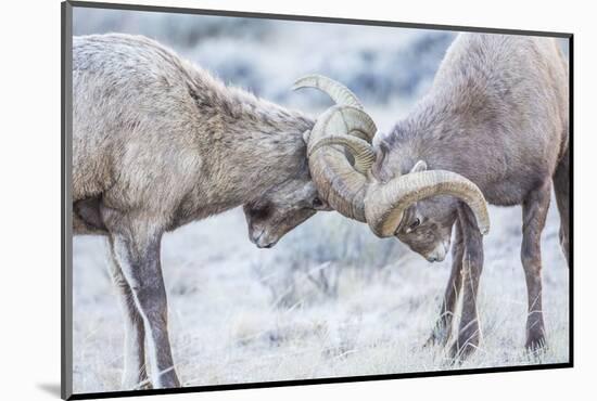 Wyoming, Jackson, National Elk Refuge, Two Bighorn Sheep Rams Lock Horns During the Rut-Elizabeth Boehm-Mounted Photographic Print