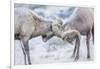 Wyoming, Jackson, National Elk Refuge, Two Bighorn Sheep Rams Lock Horns During the Rut-Elizabeth Boehm-Framed Photographic Print