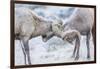 Wyoming, Jackson, National Elk Refuge, Two Bighorn Sheep Rams Lock Horns During the Rut-Elizabeth Boehm-Framed Premium Photographic Print