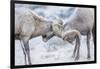 Wyoming, Jackson, National Elk Refuge, Two Bighorn Sheep Rams Lock Horns During the Rut-Elizabeth Boehm-Framed Premium Photographic Print