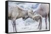 Wyoming, Jackson, National Elk Refuge, Two Bighorn Sheep Rams Lock Horns During the Rut-Elizabeth Boehm-Framed Stretched Canvas