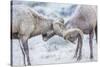 Wyoming, Jackson, National Elk Refuge, Two Bighorn Sheep Rams Lock Horns During the Rut-Elizabeth Boehm-Stretched Canvas