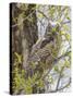 Wyoming, Lincoln County, a Great Horned Owl Fledgling Sits in a Leafing Out Cottonwood Tree-Elizabeth Boehm-Stretched Canvas