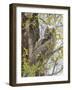 Wyoming, Lincoln County, a Great Horned Owl Fledgling Sits in a Leafing Out Cottonwood Tree-Elizabeth Boehm-Framed Photographic Print