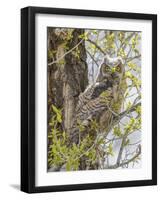 Wyoming, Lincoln County, a Great Horned Owl Fledgling Sits in a Leafing Out Cottonwood Tree-Elizabeth Boehm-Framed Photographic Print