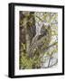 Wyoming, Lincoln County, a Great Horned Owl Fledgling Sits in a Leafing Out Cottonwood Tree-Elizabeth Boehm-Framed Photographic Print