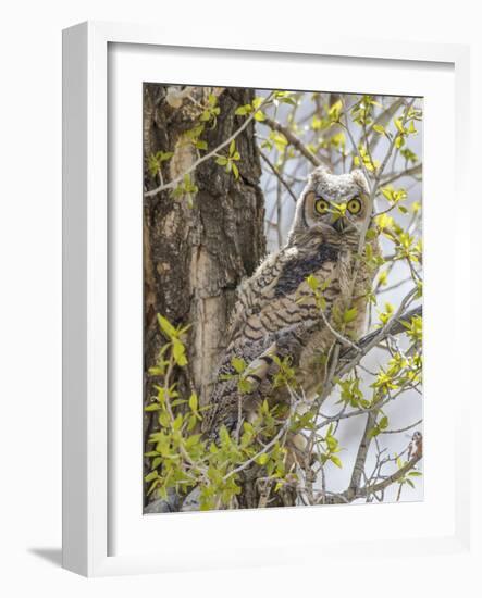 Wyoming, Lincoln County, a Great Horned Owl Fledgling Sits in a Leafing Out Cottonwood Tree-Elizabeth Boehm-Framed Photographic Print