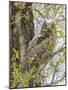 Wyoming, Lincoln County, a Great Horned Owl Fledgling Sits in a Leafing Out Cottonwood Tree-Elizabeth Boehm-Mounted Photographic Print