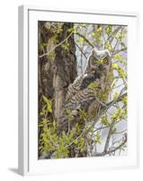 Wyoming, Lincoln County, a Great Horned Owl Fledgling Sits in a Leafing Out Cottonwood Tree-Elizabeth Boehm-Framed Photographic Print