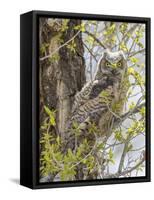 Wyoming, Lincoln County, a Great Horned Owl Fledgling Sits in a Leafing Out Cottonwood Tree-Elizabeth Boehm-Framed Stretched Canvas