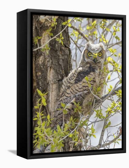 Wyoming, Lincoln County, a Great Horned Owl Fledgling Sits in a Leafing Out Cottonwood Tree-Elizabeth Boehm-Framed Stretched Canvas