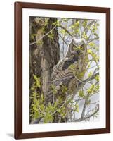 Wyoming, Lincoln County, a Great Horned Owl Fledgling Sits in a Leafing Out Cottonwood Tree-Elizabeth Boehm-Framed Photographic Print