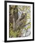 Wyoming, Lincoln County, a Great Horned Owl Fledgling Sits in a Leafing Out Cottonwood Tree-Elizabeth Boehm-Framed Photographic Print