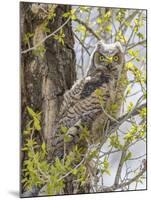 Wyoming, Lincoln County, a Great Horned Owl Fledgling Sits in a Leafing Out Cottonwood Tree-Elizabeth Boehm-Mounted Photographic Print