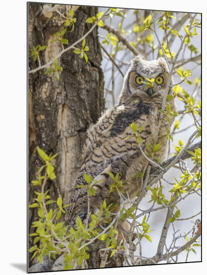 Wyoming, Lincoln County, a Great Horned Owl Fledgling Sits in a Leafing Out Cottonwood Tree-Elizabeth Boehm-Mounted Photographic Print