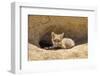 Wyoming, Lincoln County, a Red Fox Kit Lays in Front of it's Den in the Desert-Elizabeth Boehm-Framed Photographic Print