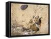 Wyoming, Lincoln County, a Red Fox Kit Peers from it's Den-Elizabeth Boehm-Framed Stretched Canvas