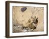 Wyoming, Lincoln County, a Red Fox Kit Peers from it's Den-Elizabeth Boehm-Framed Photographic Print