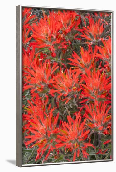 Wyoming, Lincoln County, Desert Paintbrush Close Up of Flowers-Elizabeth Boehm-Framed Photographic Print