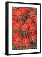 Wyoming, Lincoln County, Desert Paintbrush Close Up of Flowers-Elizabeth Boehm-Framed Photographic Print