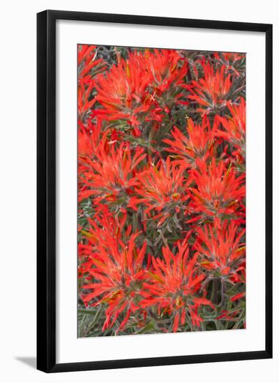 Wyoming, Lincoln County, Desert Paintbrush Close Up of Flowers-Elizabeth Boehm-Framed Photographic Print