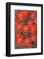 Wyoming, Lincoln County, Desert Paintbrush Close Up of Flowers-Elizabeth Boehm-Framed Photographic Print