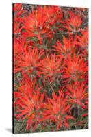 Wyoming, Lincoln County, Desert Paintbrush Close Up of Flowers-Elizabeth Boehm-Stretched Canvas