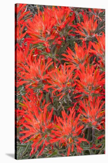 Wyoming, Lincoln County, Desert Paintbrush Close Up of Flowers-Elizabeth Boehm-Stretched Canvas