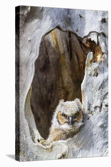 Wyoming, Lincoln County, Great Horned Owlet Looking Out of Nest-Elizabeth Boehm-Stretched Canvas