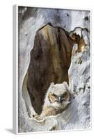 Wyoming, Lincoln County, Great Horned Owlet Looking Out of Nest-Elizabeth Boehm-Framed Photographic Print