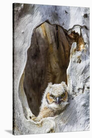 Wyoming, Lincoln County, Great Horned Owlet Looking Out of Nest-Elizabeth Boehm-Stretched Canvas