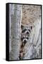 Wyoming, Lincoln County, Raccoon Young Looking Out Cavity in Snag-Elizabeth Boehm-Framed Stretched Canvas