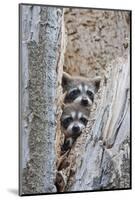 Wyoming, Lincoln County, Raccoon Young Looking Out Cavity in Snag-Elizabeth Boehm-Mounted Photographic Print