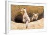 Wyoming, Lincoln County, Two Fox Kits Sit in Front of their Den-Elizabeth Boehm-Framed Photographic Print