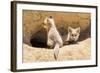 Wyoming, Lincoln County, Two Fox Kits Sit in Front of their Den-Elizabeth Boehm-Framed Photographic Print