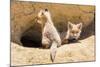 Wyoming, Lincoln County, Two Fox Kits Sit in Front of their Den-Elizabeth Boehm-Mounted Photographic Print