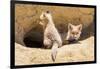 Wyoming, Lincoln County, Two Fox Kits Sit in Front of their Den-Elizabeth Boehm-Framed Photographic Print