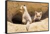 Wyoming, Lincoln County, Two Fox Kits Sit in Front of their Den-Elizabeth Boehm-Framed Stretched Canvas