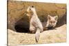 Wyoming, Lincoln County, Two Fox Kits Sit in Front of their Den-Elizabeth Boehm-Stretched Canvas