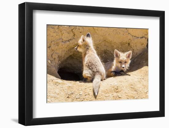 Wyoming, Lincoln County, Two Fox Kits Sit in Front of their Den-Elizabeth Boehm-Framed Photographic Print