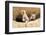 Wyoming, Lincoln County, Two Fox Kits Sit in Front of their Den-Elizabeth Boehm-Framed Photographic Print